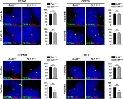 Tissue-specific requirement of sodium channel and clathrin linker 1 (Sclt1) for ciliogenesis during limb development